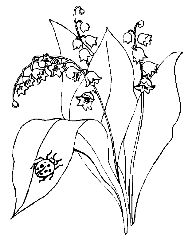 coloriage cocinnelle sur muguet
